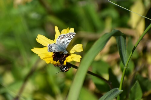 iNaturalist observation photo of White Checkered-Skipper