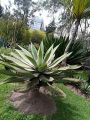 Agave