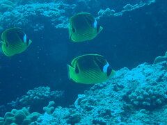 Chaetodon lunula