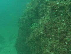 Epinephelus labriformis