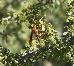 Polistes arizonensis