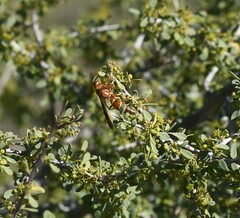 Polistes arizonensis