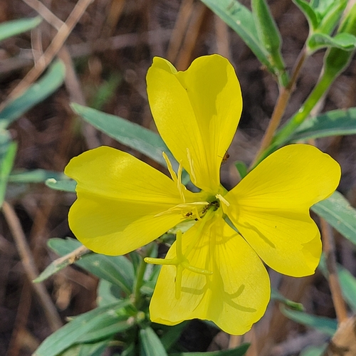 iNaturalist observation photo of tall evening primrose