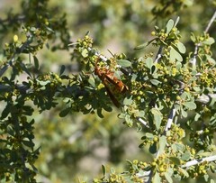 Polistes arizonensis