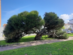 Melaleuca armillaris