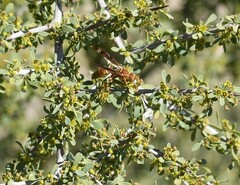 Polistes arizonensis