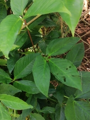 Syngonium angustatum