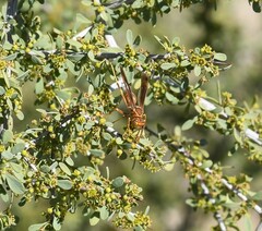Polistes arizonensis