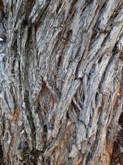 Melaleuca armillaris