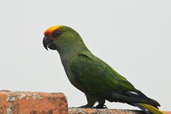 Aratinga auricapillus