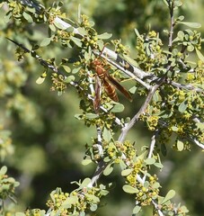 Polistes arizonensis