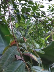 Psidium guineense
