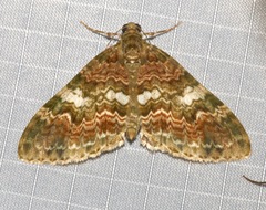 Larentiinae