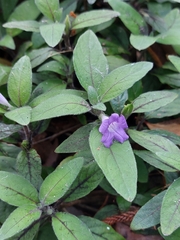 Ruellia squarrosa