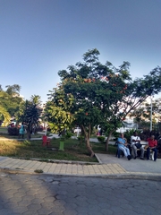 Spathodea campanulata