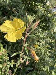 Oenothera elata