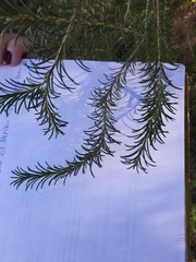 Melaleuca armillaris