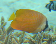 Chaetodon kleinii