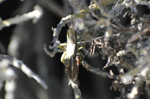 iNaturalist observation photo of Yarrow's Grasshopper