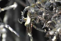 Melanoplus yarrowii