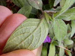 Ruellia squarrosa