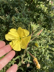 Oenothera elata