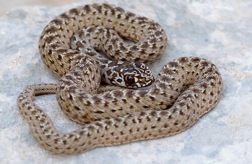 Western Montpellier Snake