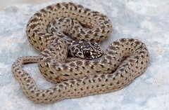Montpellier Snake photo 4