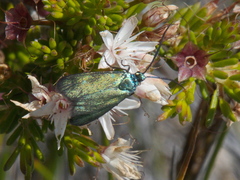 Pollanisus viridipulverulenta