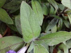 Ruellia squarrosa