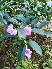 Brunfelsia pauciflora