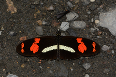 Heliconius telesiphe
