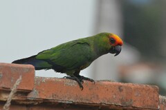 Aratinga auricapillus