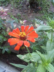 Zinnia
