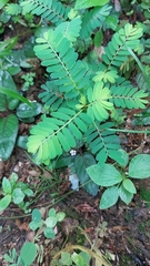 Phyllanthus urinaria