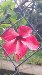 Hibiscus rosa-sinensis