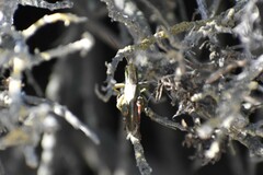 Melanoplus yarrowii