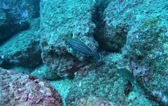 Pareques fuscovittatus