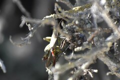 Melanoplus yarrowii
