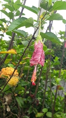 Hibiscus rosa-sinensis
