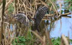 Accipiter virgatus fuscipectus