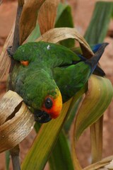 Aratinga auricapillus