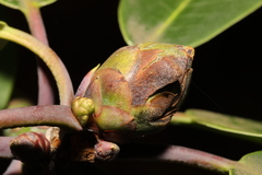 Rhododendron
