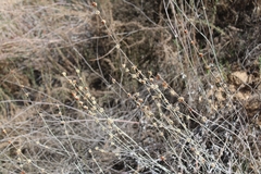 Eriogonum elongatum