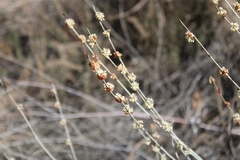 Eriogonum elongatum