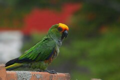 Aratinga auricapillus