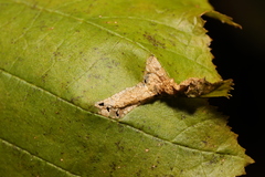 Phyllonorycter nicellii
