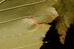 Phyllonorycter nicellii