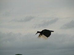 Bucorvus abyssinicus