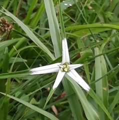 Rhynchospora colorata